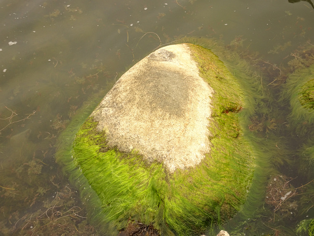Кладофоровые - Cladophoraceae Cladophoraceae are a family of green algae in the order the Cladophorales. This family includes notably the genus...