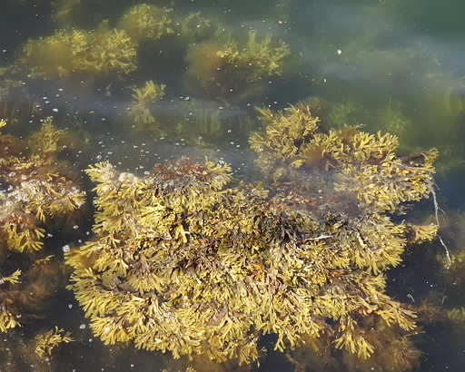 Fucus vesiculosus 26-Jul-19 _ 17_24_22