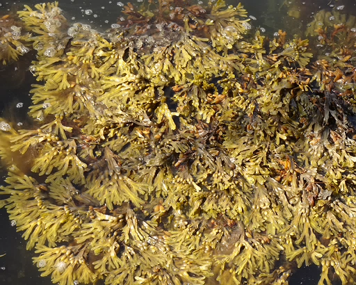 Fucus vesiculosus 26-Jul-19 _ 17_24_32