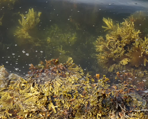 Fucus vesiculosus 26-Jul-19 _ 17_24_34