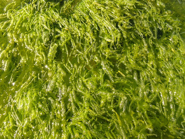 Ульвовые - Ulvales Ulvales is an order of green algae.